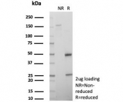 SDS-PAGE analysis of purified, BSA-free CD74 antibody (clone CLIP/7192) as confirmation of integrity and purity.