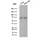 Western blot testing of human T-47D & HEK293 cell lysates using Heat shock 70 kDa protein 1B antibody (clone HSPA1B/7626). Expected molecular weight ~70 kDa.