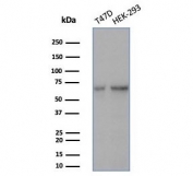 Western blot testing of human T-47D & HEK293 cell lysates using Heat shock 70 kDa protein 1B antibody (clone HSPA1B/7627). Expected molecular weight ~70 kDa.