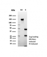 SDS-PAGE analysis of purified, BSA-free Carboxypeptidase A1 antibody (clone rCPA1/8518) as confirmation of integrity and purity.