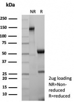 SDS-PAGE analysis of purified, BSA-free CPA1 antibody (clone CPA1/8623R) as confirmation of integrity and purity.