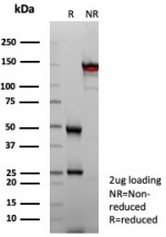 SDS-PAGE analysis of purified, BSA-free CPA1 antibody (clone CPA1/8624R) as confirmation of integrity and purity.