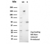 SDS-PAGE analysis of purified, BSA-free EZH2 antibody (clone EZH2/7507) as confirmation of integrity and purity.