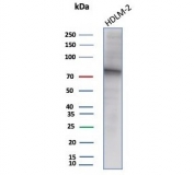 Western blot testing of human HDLM-2 cell lysate with EZH2 antibody (clone EZH2/7507). Predicted molecular weight: 85-95 kDa.