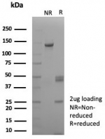 SDS-PAGE analysis of purified, BSA-free Biotin antibody (clone rBTN/8819) as confirmation of integrity and purity.