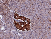 IHC staining of FFPE human pancreas tissue with CD99 antibody (clone MIC2/7863). HIER: boil tissue sections in pH 9 10mM Tris with 1mM EDTA for 20 min and allow to cool before testing.