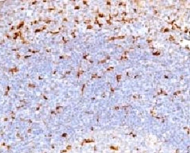 IHC testing of human tonsil and CD68 antibody (CDLA68-1). HIER: staining of formalin/paraffin tissues requires boiling tissue sections in 10mM citrate buffer, pH 6, for 10-20 min followed by cooling at RT for 20 min.~