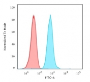 Flow cytometry testing of PFA-fixed human K562 cells with Fascin antibody (clone FAN55-1); Red=isotype control, Blue= Fascin antibody.