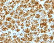 IHC testing of FFPE human pancreas with Elastase 3B antibody (clone ELTS3B-2). FFPE staining requires boiling tissue sections in 10mM Tris with 1mM EDTA, pH 9, for 10-20 min followed by cooling at RT for 20 min.