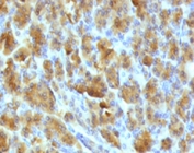 IHC testing of FFPE mouse pancreas with Elastase 3B antibody (clone ELTS3B-2). FFPE staining requires boiling tissue sections in 10mM Tris with 1mM EDTA, pH 9, for 10-20 min followed by cooling at RT for 20 min.