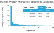 Analysis of HuProt(TM) microarray containing more than 19,000 full-length human proteins using BOB1 antibody (clone BOB1/2421). These results demonstrate the foremost specificity of the BOB1/2421 mAb. Z- and S- score: The Z-score represents the strength of a signal that an antibody (in combination with a fluorescently-tagged anti-IgG secondary Ab) produces when binding to a particular protein on the HuProt(TM) array. Z-scores are described in units of standard deviations (SD's) above the mean value of all signals generated on that array. If the targets on the HuProt(TM) are arranged in descending order of the Z-score, the S-score is the difference (also in units of SD's) between the Z-scores. The S-score therefore represents the relative target specificity of an Ab to its intended target.