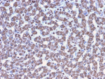 IHC testing of FFPE human liver tissue with Prohibitin antibody (clone PHB/3194). Required HIER: boil tissue sections in pH6, 10mM citrate buffer, for 10-20 min followed by cooling at RT for 20 min.~