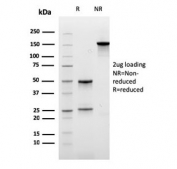 SDS-PAGE analysis of purified, BSA-free CPA1 antibody (clone CPA1/2711) as confirmation of integrity and purity.