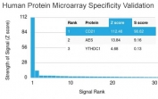 Analysis of HuProt(TM) microarray containing more than 19,000 full-length human proteins using CD21 antibody (clone CR2/3247). These results demonstrate the foremost specificity of the CR2/3247 mAb. Z- and S- score: The Z-score represents the strength of a signal that an antibody (in combination with a fluorescently-tagged anti-IgG secondary Ab) produces when binding to a particular protein on the HuProt(TM) array. Z-scores are described in units of standard deviations (SD's) above the mean value of all signals generated on that array. If the targets on the HuProt(TM) are arranged in descending order of the Z-score, the S-score is the difference (also in units of SD's) between the Z-scores. The S-score therefore represents the relative target specificity of an Ab to its intended target.