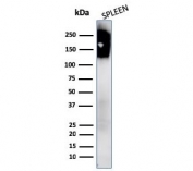 Western blot testing of human spleen lysate with CD45 antibody. Expected molecular weight: 147-220 kDa depending on glycosylation level.