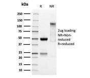 SDS-PAGE analysis of purified, BSA-free SOX9 antibody as confirmation of integrity and purity.
