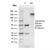 SDS-PAGE analysis of purified, BSA-free CD7 antibody (clone CD7/3737) as confirmation of integrity and purity.