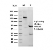 SDS-PAGE analysis of purified, BSA-free recombinant Eosinophil Peroxidase antibody (clone rEPO104) as confirmation of integrity and purity.