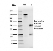 SDS-PAGE analysis of purified, BSA-free F7 antibody as confirmation of integrity and purity.