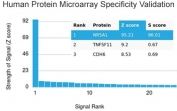 Analysis of HuProt(TM) microarray containing more than 19,000 full-length human proteins using NR5A1 antibody. These results demonstrate the foremost specificity of the NR5A1/3397 mAb. Z- and S- score: The Z-score represents the strength of a signal that an antibody (in combination with a fluorescently-tagged anti-IgG secondary Ab) produces when binding to a particular protein on the HuProt(TM) array. Z-scores are described in units of standard deviations (SD's) above the mean value of all signals generated on that array. If the targets on the HuProt(TM) are arranged in descending order of the Z-score, the S-score is the difference (also in units of SD's) between the Z-scores. The S-score therefore represents the relative target specificity of an Ab to its intended target.