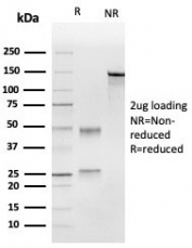 SDS-PAGE analysis of purified, BSA-free CD63 antibody (clone LAMP3/4949) as confirmation of integrity and purity.