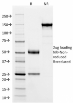 SDS-PAGE analysis of purified, BSA-free SOX9 antibody (clone PCRP-SOX9-1E5) as confirmation of integrity and purity.