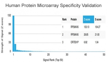 Analysis of HuProt(TM) microarray containing more than 19,000 full-length human proteins using RPS6KA5 antibody (clone PCRP-RPS6KA5-1A8). These results demonstrate the foremost specificity of the PCRP-RPS6KA5-1A8 mAb. Z- and S- score: The Z-score represents the strength of a signal that an antibody (in combination with a fluorescently-tagged anti-IgG secondary Ab) produces when binding to a particular protein on the HuProt(TM) array. Z-scores are described in units of standard deviations (SD's) above the mean value of all signals generated on that array. If the targets on the HuProt(TM) are arranged in descending order of the Z-score, the S-score is the difference (also in units of SD's) between the Z-scores. The S-score therefore represents the relative target specificity of an Ab to its intended target.