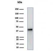 Western blot testing of human PC3 cell lysate using SERPINB5 antibody (clone SERPINB5/4972). Predicted molecular weight: 42~45 kDa.