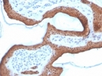 IHC staining of FFPE human skin tissue with SERPINB5 antibody (clone SERPINB5/4972). HIER: boil tissue sections in pH 9 10mM Tris with 1mM EDTA for 20 min and allow to cool before testing.