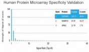 Analysis of HuProt(TM) microarray containing more than 19,000 full-length human proteins using SERPINB5 antibody (clone SERPINB5/4972). These results demonstrate the foremost specificity of the SERPINB5/4972 mAb. Z- and S- score: The Z-score represents the strength of a signal that an antibody (in combination with a fluorescently-tagged anti-IgG secondary Ab) produces when binding to a particular protein on the HuProt(TM) array. Z-scores are described in units of standard deviations (SD's) above the mean value of all signals generated on that array. If the targets on the HuProt(TM) are arranged in descending order of the Z-score, the S-score is the difference (also in units of SD's) between the Z-scores. The S-score therefore represents the relative target specificity of an Ab to its intended target.