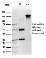SDS-PAGE analysis of purified, BSA-free ZNF639 antibody (clone PCRP-ZNF639-2B2) as confirmation of integrity and purity.