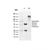SDS-PAGE analysis of purified, BSA-free CD27 antibody (clone LPFS2/4176) as confirmation of integrity and purity.