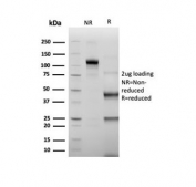 SDS-PAGE analysis of purified, BSA-free Transcriptional regulator ERG antibody (clone rERG/6843) as confirmation of integrity and purity.