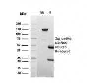 SDS-PAGE analysis of purified, BSA-free Lactoferrin antibody (clone LTF/4075) as confirmation of integrity and purity.