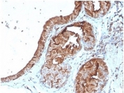 IHC staining of FFPE human breast tissue with Lactoferrin antibody (clone LTF/4079). HIER: boil tissue sections in pH 9 10mM Tris with 1mM EDTA for 20 min and allow to cool before testing.
