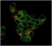 Immunofluorescent staining of PFA-fixed human MCF-7 cells stained using Lactoferrin antibody (green, clone LTF/4079) and phalloidin (red).