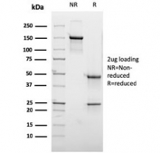 SDS-PAGE analysis of purified, BSA-free GCSAM antibody (clone HGAL/2373) as confirmation of integrity and purity.