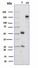 SDS-PAGE analysis of purified, BSA-free CD23 antibody (clone FCER2/4918) as confirmation of integrity and purity.