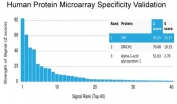 Analysis of HuProt(TM) microarray containing more than 19,000 full-length human proteins using Fibroblast Activation Protein Alpha antibody (clone FAP/4851). These results demonstrate the foremost specificity of the FAP/4851 mAb. Z- and S- score: The Z-score represents the strength of a signal that an antibody (in combination with a fluorescently-tagged anti-IgG secondary Ab) produces when binding to a particular protein on the HuProt(TM) array. Z-scores are described in units of standard deviations (SD's) above the mean value of all signals generated on that array. If the targets on the HuProt(TM) are arranged in descending order of the Z-score, the S-score is the difference (also in units of SD's) between the Z-scores. The S-score therefore represents the relative target specificity of an Ab to its intended target.