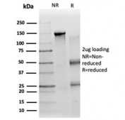 SDS-PAGE analysis of purified, BSA-free ZC3H7A antibody (clone PCRP-ZC3H7A-1D6) as confirmation of integrity and purity.