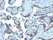 IHC staining of FFPE human placental tissue with FAP antibody (clone FAP/4854). HIER: boil tissue sections in pH 9 10mM Tris with 1mM EDTA for 20 min and allow to cool before testing.