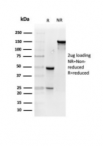 SDS-PAGE analysis of purified, BSA-free RETN antibody (clone RETN/4327) as confirmation of integrity and purity.