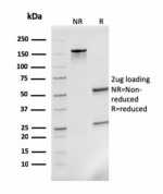 SDS-PAGE analysis of purified, BSA-free MCP2 antibody (clone CCL8/3311) as confirmation of integrity and purity.