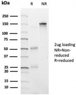 SDS-PAGE analysis of purified, BSA-free HDAC6 antibody (clone PCRP-HDAC6-1A4) as confirmation of integrity and purity.