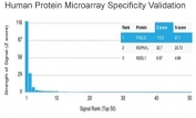 Analysis of HuProt(TM) microarray containing more than 19,000 full-length human proteins using FasL antibody (clone FASLG/4453). These results demonstrate the foremost specificity of the FASLG/4453 mAb. Z- and S- score: The Z-score represents the strength of a signal that an antibody (in combination with a fluorescently-tagged anti-IgG secondary Ab) produces when binding to a particular protein on the HuProt(TM) array. Z-scores are described in units of standard deviations (SD's) above the mean value of all signals generated on that array. If the targets on the HuProt(TM) are arranged in descending order of the Z-score, the S-score is the difference (also in units of SD's) between the Z-scores. The S-score therefore represents the relative target specificity of an Ab to its intended target.