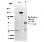 SDS-PAGE analysis of purified, BSA-free FasL antibody (clone FASLG/4453) as confirmation of integrity and purity.