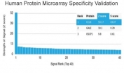 Analysis of HuProt(TM) microarray containing more than 19,000 full-length human proteins using MCP2 antibody (clone CCL8/3312). These results demonstrate the foremost specificity of the CCL8/3312 mAb. Z- and S- score: The Z-score represents the strength of a signal that an antibody (in combination with a fluorescently-tagged anti-IgG secondary Ab) produces when binding to a particular protein on the HuProt(TM) array. Z-scores are described in units of standard deviations (SD's) above the mean value of all signals generated on that array. If the targets on the HuProt(TM) are arranged in descending order of the Z-score, the S-score is the difference (also in units of SD's) between the Z-scores. The S-score therefore represents the relative target specificity of an Ab to its intended target.