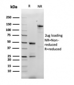 SDS-PAGE analysis of purified, BSA-free MCP2 antibody (clone CCL8/3312) as confirmation of integrity and purity.