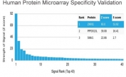 Analysis of HuProt(TM) microarray containing more than 19,000 full-length human proteins using ZNF81 antibody (clone PCRP-ZNF81-2C7). These results demonstrate the foremost specificity of the PCRP-ZNF81-2C7 mAb. Z- and S- score: The Z-score represents the strength of a signal that an antibody (in combination with a fluorescently-tagged anti-IgG secondary Ab) produces when binding to a particular protein on the HuProt(TM) array. Z-scores are described in units of standard deviations (SD's) above the mean value of all signals generated on that array. If the targets on the HuProt(TM) are arranged in descending order of the Z-score, the S-score is the difference (also in units of SD's) between the Z-scores. The S-score therefore represents the relative target specificity of an Ab to its intended target.