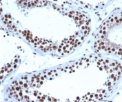 IHC staining of FFPE human testis tissue with JAZF1 antibody (clone PCRP-JAZF1-1C2) at 2ug/ml. HIER: boil tissue sections in pH 9 10mM Tris with 1mM EDTA for 20 min and allow to cool before testing.